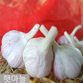 [예천토종마늘작목반] 2024 햇마늘 예천토종마늘 중(1.3kg 50개 내외), 대(1.8kg 50개 내외)