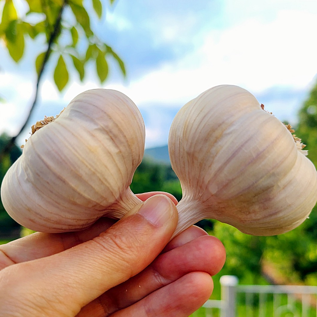 [로와로운] 홍산마늘 국산마늘 통 햇 마늘 대(5 ~ 6cm) 1kg