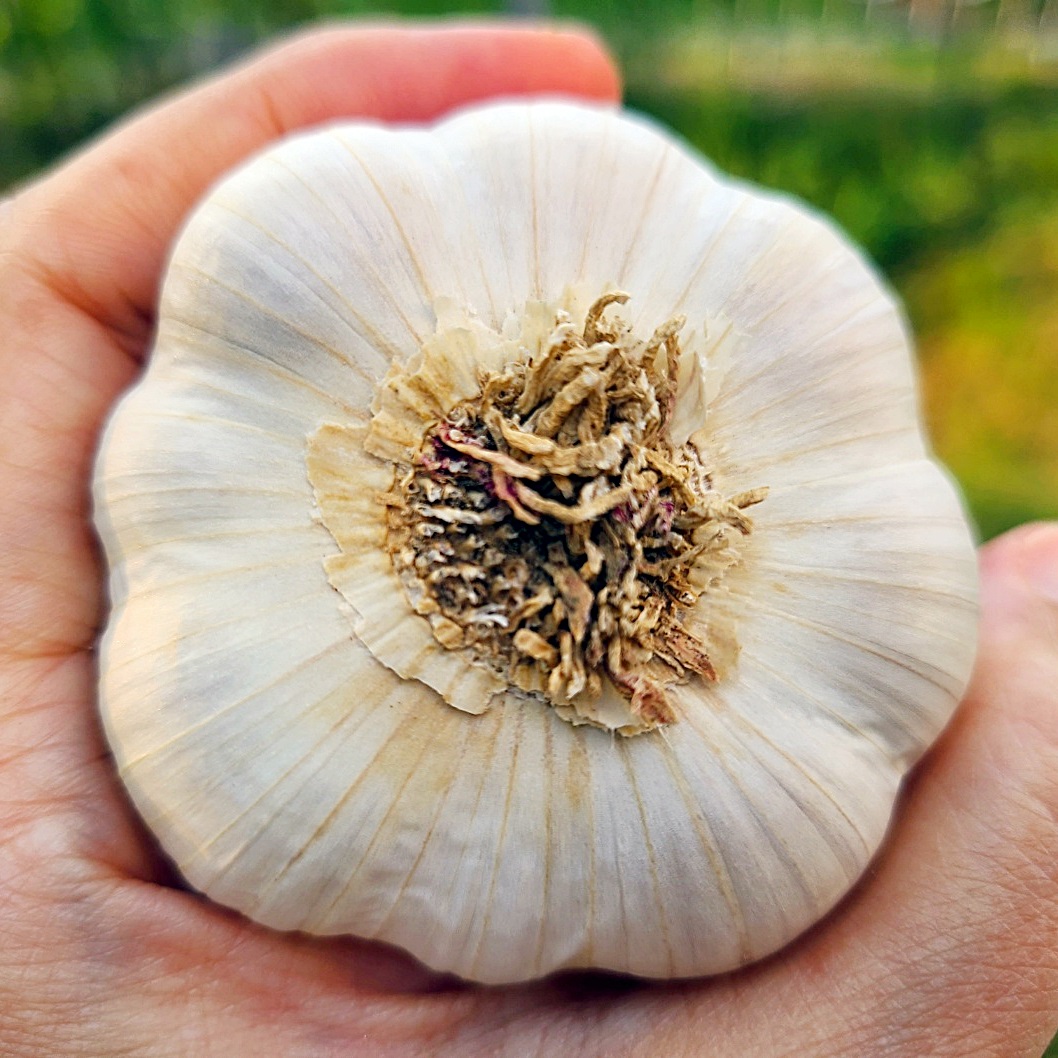 [로와로운] 24년 국산마늘 홍산마늘 통마늘 소 한접 (100개 3 ~ 4cm)